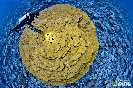 金曼礁國(guó)家紀(jì)念區(qū)，太平洋攝影：Brian Skerry，國(guó)家地理創(chuàng)意版