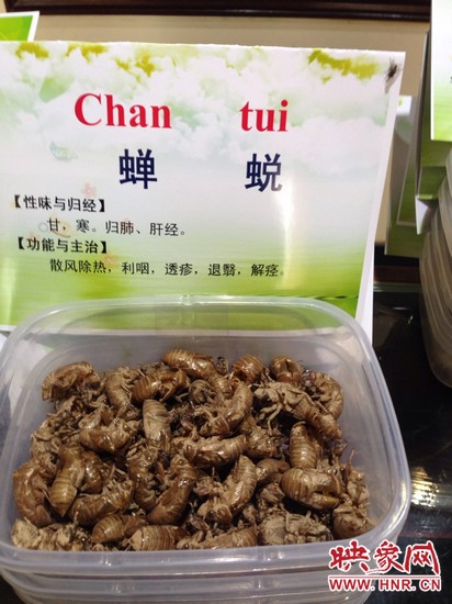 你可能沒想到，這個(gè)知了幼蟲退下的皮還是一味藥，對(duì)嗎？