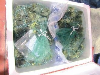  大陸進(jìn)口大閘蟹被檢出禁用的動(dòng)物用藥，已全數(shù)銷毀。 圖片來源：臺(tái)灣《聯(lián)合報(bào)》