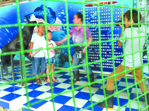 海獅就這樣被飼養(yǎng)員和攝影師擺弄，稍不聽話就會(huì)遭到毒打。