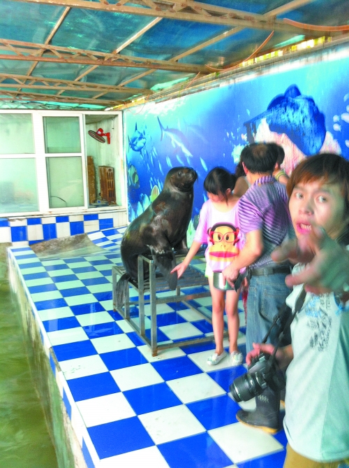 海獅館內(nèi)的攝影師警惕性很高,禁止記者拍照。