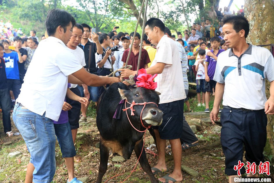 村民給黃牛套上繩索，準(zhǔn)備進(jìn)行儀式。 譚凱興 攝