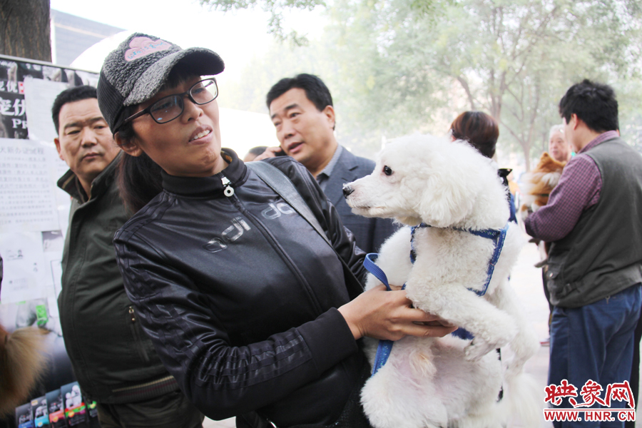 一只貴賓犬在賣萌。