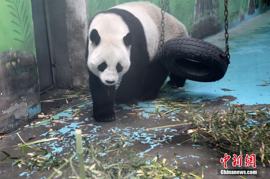 　3月17日，河南鄭州動物園內的大熊貓“龍昇”。