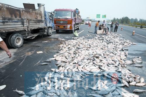 貨車(chē)翻,魚(yú)滿(mǎn)地。