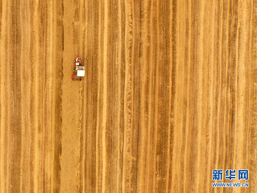 這是5月28日在河南省南陽市唐河縣甘河灣村航拍的麥?zhǔn)宅F(xiàn)場。