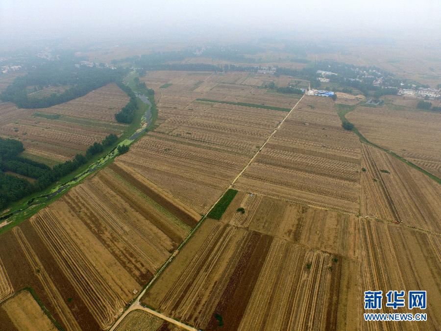 這是5月28日在河南省南陽市唐河縣甘河灣村航拍的麥?zhǔn)宅F(xiàn)場。
