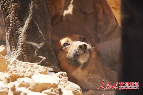 探出頭的小黃狗期待地看著救他的人。王生元/攝