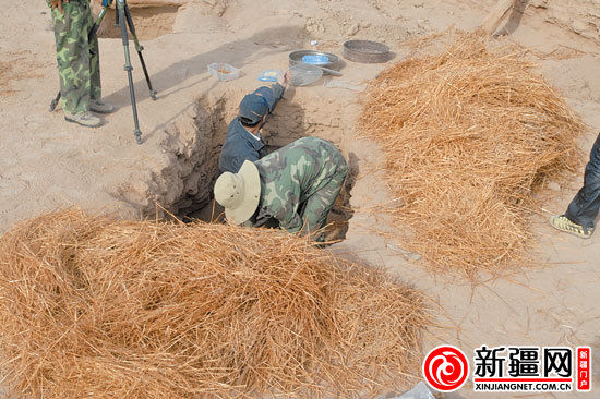 考古人員正在清理麥稈。（圖由中國科學院人文學院科技室與科技考古系提供）