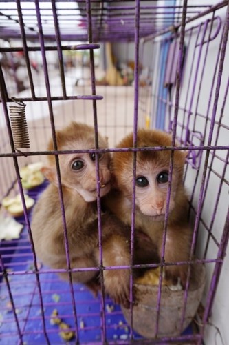 獼猴、麂子、白鷴、果子貍、豪豬、豺狗、熊、竹鼠等國(guó)家保護(hù)野生動(dòng)物或?yàn)l危物種，在此成為各路食客的盤中餐