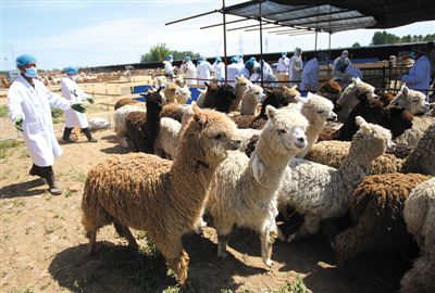 昨日，由智利進口的946頭羊駝，被運抵大興一動物檢疫隔離場進行檢驗檢疫。記者 王貴彬 攝