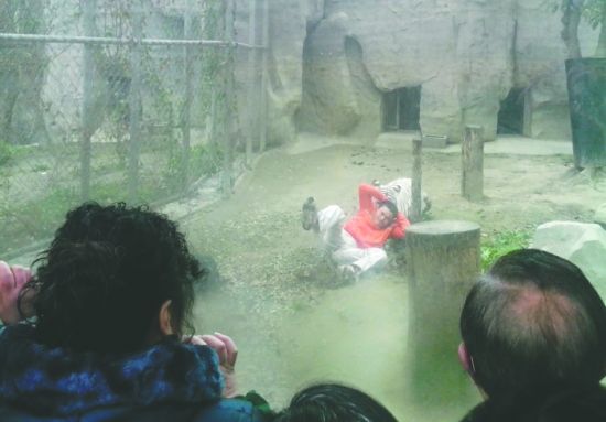 昨日，成都動(dòng)物園，男子進(jìn)入白虎活動(dòng)區(qū)后被白虎拖行。動(dòng)物園出動(dòng)50多人成功營救下他