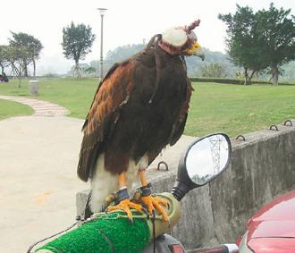 闖禍的老鷹則被主人戴上頭套，以鐵鏈鎖在摩托車的車頭上“罰站”/臺灣《聯(lián)合報(bào)》圖