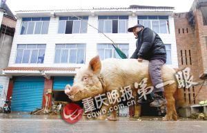 蔣大爺騎著他的種豬出門(mén)，回頭率很高。