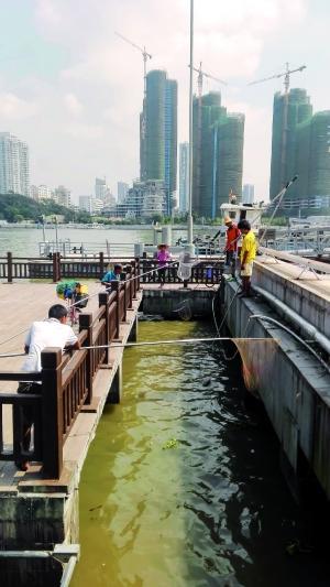 一群人正在打撈放生的龜、魚等。信息時(shí)報(bào)記者 陳文杰 攝