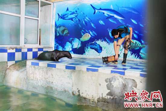 圖為飼養(yǎng)員和海獅。