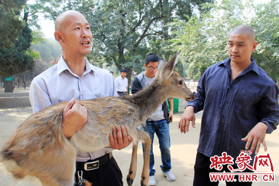失主宋先生將“愛(ài)鹿”抱回家,并表示待小鹿傷情痊愈后,將其送到動(dòng)物園,供市民觀賞。