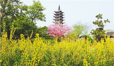 綠博園盛開(kāi)的鮮花“期待”和市民“約會(huì)”。