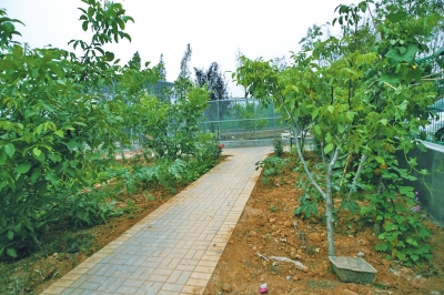 路兩邊是核桃樹，而路的盡頭救助野生鳥類的籠子，鴨子和鵝占了鵲巢