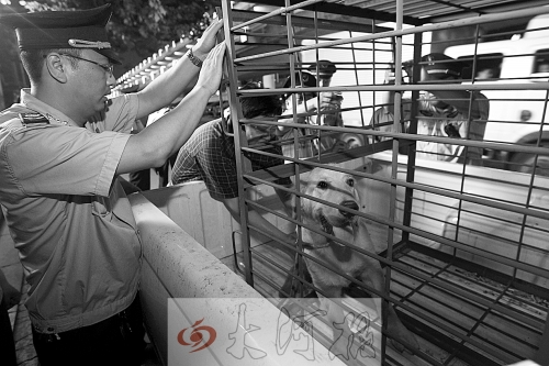 相關(guān)部門將加強管理，今年12月起烈性犬一律沒收。 （資料圖）