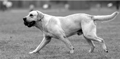 養(yǎng)犬限高35厘米一旦實(shí)施，拉布拉多、金毛等大型犬將被禁養(yǎng)。