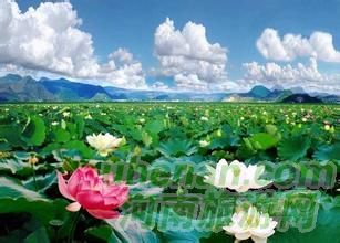 爸爸去哪兒？親密接觸荷花仙子