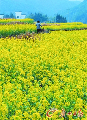 　　江嶺的油菜花已經(jīng)盛開(kāi)。