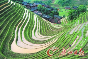 　　龍勝梯田錯(cuò)落有致。