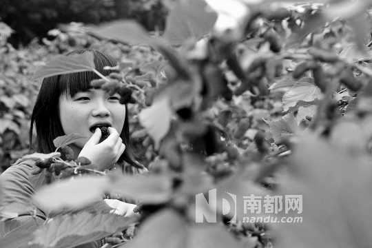 　　　　寶桑園桑葚已成熟,“五一”假期前都是吃桑葚的季節(jié)。南都記者 李向新 攝