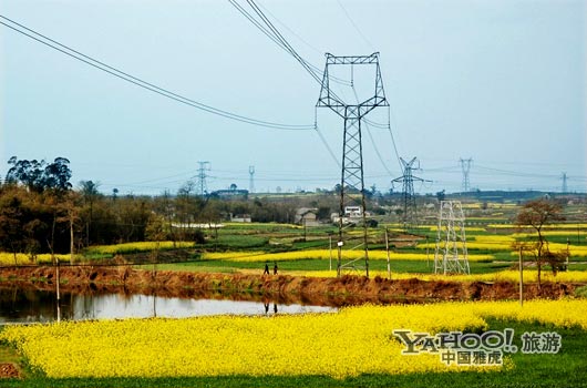 　　三月是川西平原油菜花盛開(kāi)的季節(jié)。(圖片來(lái)源:CFP)