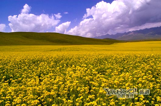 　　青海門(mén)源的油菜花景色甚為壯觀,十足的西部風(fēng)味。(圖片來(lái)源:CFP)