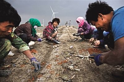 大雨將至，渤海邊的蟹池旁，蟹農(nóng)們不慌不忙地收綁梭子蟹。
