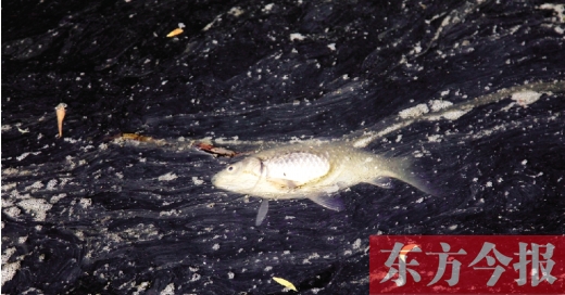 五月九日，鄭州帝湖，漂在黑色的湖面上的死魚(yú)