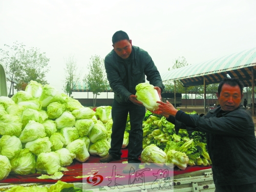白菜進(jìn)入大量上市期,但價格卻不便宜。