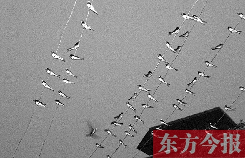濟源市克井鎮(zhèn)苗莊村一戶農(nóng)家的晾衣繩上，上百只燕子來做客