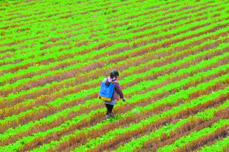 6月28日，內(nèi)黃縣東莊鎮(zhèn)馬固村農(nóng)民在花生地里噴施農(nóng)藥。