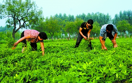 7月16日，內(nèi)黃縣后河鎮(zhèn)余莊村村民在花生地里除草。