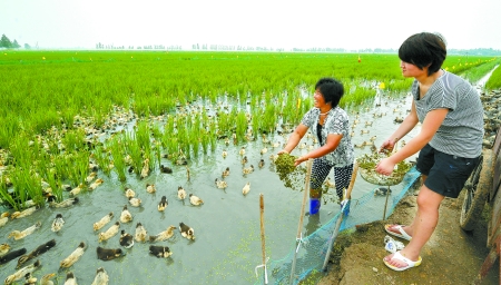 8月4日，濮陽(yáng)縣稻米專業(yè)合作社的社員在稻田喂鴨。