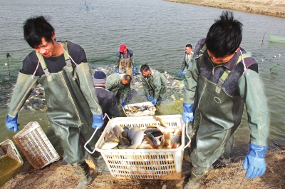 3月18日，漁民在溫縣黃河鯉魚生態(tài)養(yǎng)殖基地捕魚，近日，溫縣3000畝黃河鯉魚生態(tài)養(yǎng)殖基地的頭茬魚開始
