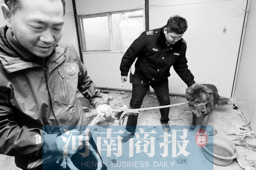 麻藥起作用后，這只藏獒被執(zhí)法人員控制