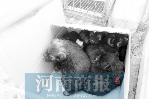 一家只能養(yǎng)一只狗，多余的被暫扣
