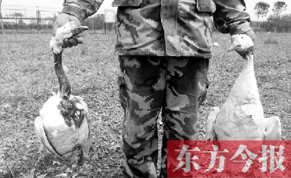 濟(jì)源一山間農(nóng)場(chǎng)遭襲，死傷200多只大鵝