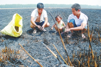 　村民為挽回一點損失，只得撿拾一些燒焦的麥穗。