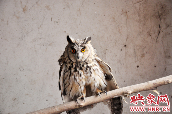 據(jù)了解，長耳鸮屬于夜行動物，是一種益鳥，主要捕食鼠類。