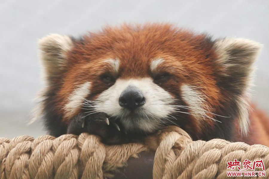 小熊貓在世界各動物園中是相當(dāng)受歡迎的動物。