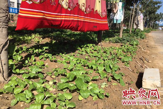 西四環(huán)中原路交叉口，大片生態(tài)廊道被毀，變成私家菜園。