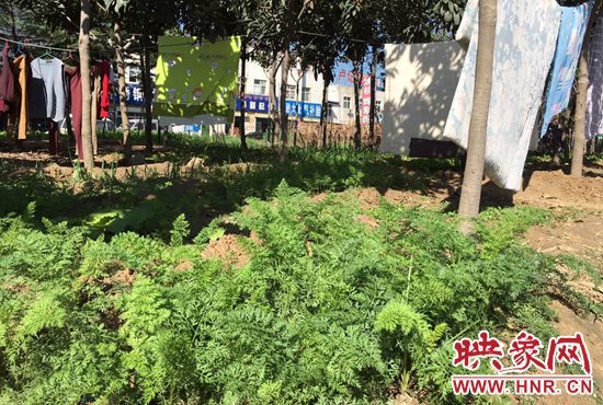 西四環(huán)中原路交叉口，大片生態(tài)廊道被毀，變成私家菜園。