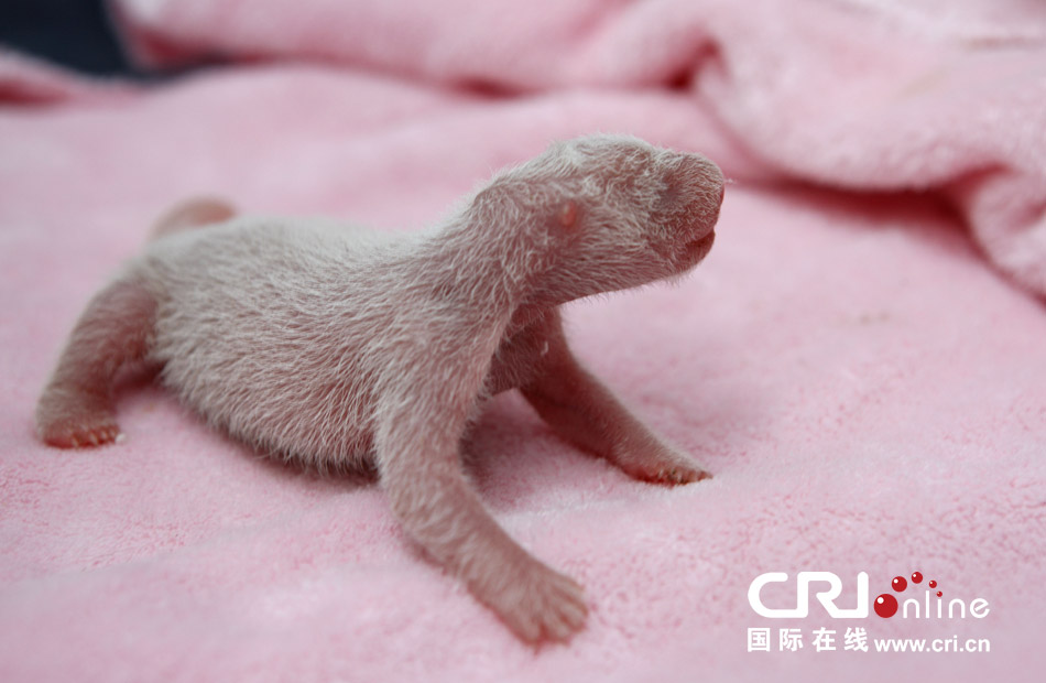 2013年7月11日，成都大熊貓繁育研究基地月亮產(chǎn)房，新生大熊貓寶寶在育嬰箱里憨態(tài)可掬。