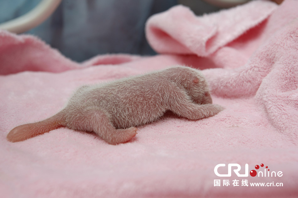 2013年7月11日，成都大熊貓繁育研究基地月亮產(chǎn)房，新生大熊貓寶寶在育嬰箱里憨態(tài)可掬。