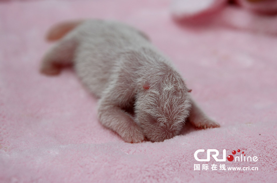 2013年7月11日，成都大熊貓繁育研究基地月亮產(chǎn)房，新生大熊貓寶寶在育嬰箱里憨態(tài)可掬。